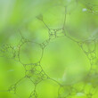 Leinwandbild Motiv green soap bubbles, green abstract background