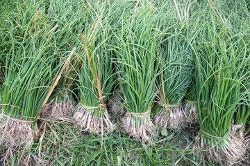 Wall Mural - Green Onion plants bunch on the ground countryside of Bangladesh