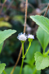 white flower 