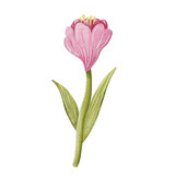 Fototapeta Tulipany - watercolor flower transparent png