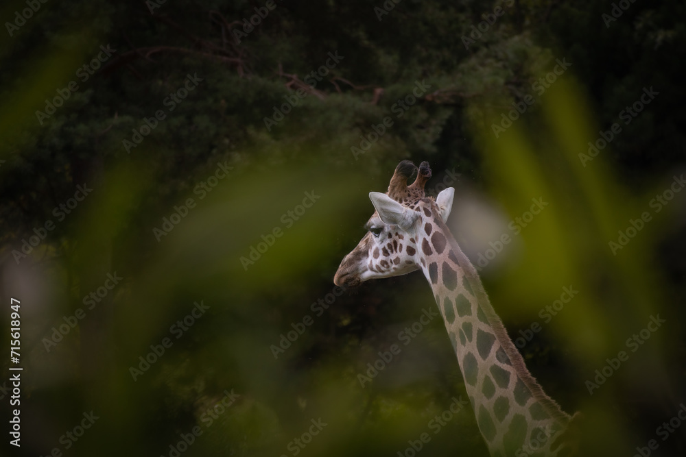 Rothschild's Giraffe (Giraffa Camelopardalis Rothschildi) in Zoological ...