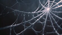 Spiderweb On Black Background. Scary Spooky Cobweb. Isolated On Black Transparent Background. Spiderweb For Halloween, Spooky, Scary, Horror Decor Abstract Horror Background Design Mp4