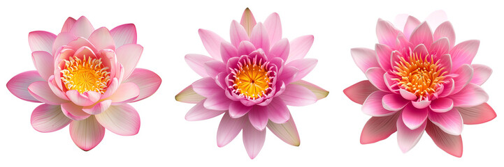 Wall Mural - Three vibrant pink lotus flowers isolated on transparent background, symbolizing purity and beauty in Eastern cultures