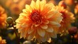 Beautiful light orange dahlia fresh flower head blooming floral  illustration images