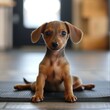 puppy yoga, jack russell terrier puppy
