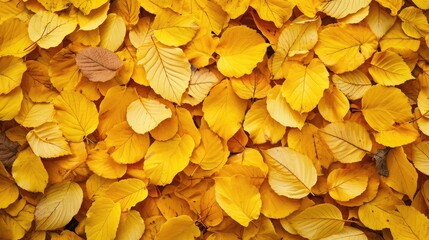 Poster - background texture of yellow leaves autumn leaf background