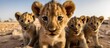 a herd of small lions is looking at the camera on a natural background, desert