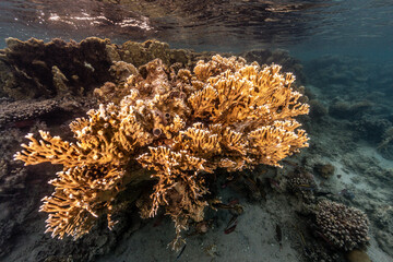 Wall Mural - Underwater photography of coral and marine life