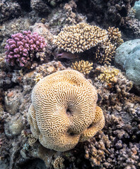 Wall Mural - Underwater photography of coral and marine life