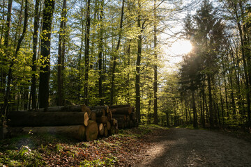 wood pile with tree trunks at a forest path in spring, forestry, increase in wood prices