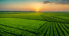 Green Field And Sunset
