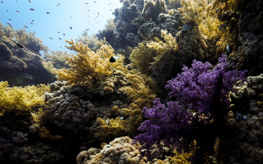 Wall Mural - Underwater photography of coral and marine life