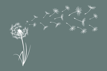 Sticker - Dandelion with flying fluffy seeds. Sketch, black and white illustration, vector