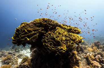 Wall Mural - Underwater photography of coral and marine life