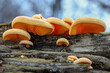 Close up shot of inedible Phyllotopsis nidulans mushrooms