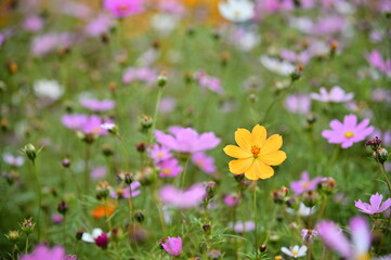 Wall Mural - The image showcases a field of these vivid flowers in an autumn garden with selective focus, highlighting the intricate details of a single blossoming cosmos against the blurred backdrop of nature.