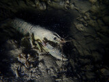 Fototapeta  - Crayfish in the lake of Biel, Switzerland