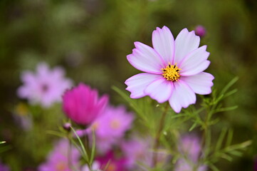 Wall Mural - The image showcases a field of these vivid flowers in an autumn garden with selective focus, highlighting the intricate details of a single blossoming cosmos against the blurred backdrop of nature.