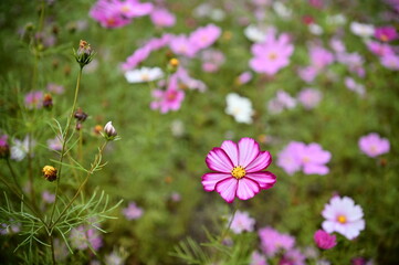 Wall Mural - The image showcases a field of these vivid flowers in an autumn garden with selective focus, highlighting the intricate details of a single blossoming cosmos against the blurred backdrop of nature.