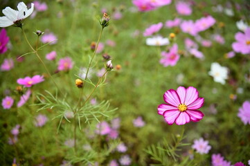 Wall Mural - The image showcases a field of these vivid flowers in an autumn garden with selective focus, highlighting the intricate details of a single blossoming cosmos against the blurred backdrop of nature.