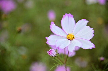 Wall Mural - The image showcases a field of these vivid flowers in an autumn garden with selective focus, highlighting the intricate details of a single blossoming cosmos against the blurred backdrop of nature.