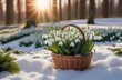 spring flowers snowdrops in a wicker basket in the forest at sunset, a postcard with a place for text