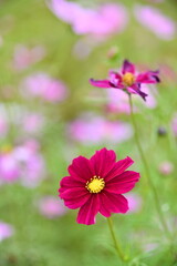 Wall Mural - The image showcases a field of these vivid flowers in an autumn garden with selective focus, highlighting the intricate details of a single blossoming cosmos against the blurred backdrop of nature.