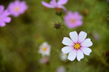 Wall Mural - The image showcases a field of these vivid flowers in an autumn garden with selective focus, highlighting the intricate details of a single blossoming cosmos against the blurred backdrop of nature.