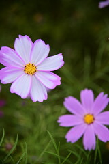 Wall Mural - The image showcases a field of these vivid flowers in an autumn garden with selective focus, highlighting the intricate details of a single blossoming cosmos against the blurred backdrop of nature.