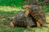 Fototapeta Sawanna - Mating Tortoises - Radiated Turtle (Astrochelys radiata),Madagascar