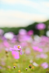 Wall Mural - The image showcases a field of these vivid flowers in an autumn garden with selective focus, highlighting the intricate details of a single blossoming cosmos against the blurred backdrop of nature.