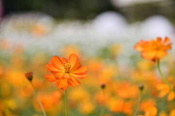 Wall Mural - The image showcases a field of these vivid flowers in an autumn garden with selective focus, highlighting the intricate details of a single blossoming cosmos against the blurred backdrop of nature.
