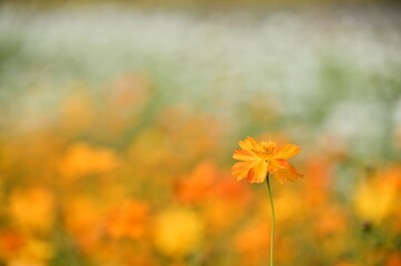 Wall Mural - The image showcases a field of these vivid flowers in an autumn garden with selective focus, highlighting the intricate details of a single blossoming cosmos against the blurred backdrop of nature.