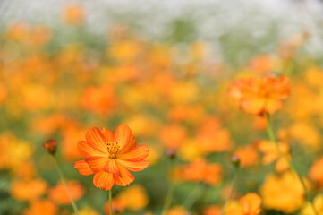 Wall Mural - The image showcases a field of these vivid flowers in an autumn garden with selective focus, highlighting the intricate details of a single blossoming cosmos against the blurred backdrop of nature.