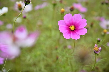 Wall Mural - The image showcases a field of these vivid flowers in an autumn garden with selective focus, highlighting the intricate details of a single blossoming cosmos against the blurred backdrop of nature.