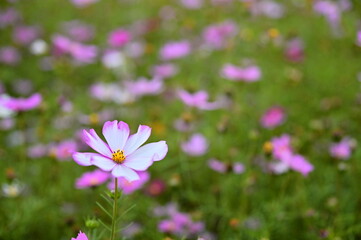 Wall Mural - The image showcases a field of these vivid flowers in an autumn garden with selective focus, highlighting the intricate details of a single blossoming cosmos against the blurred backdrop of nature.