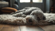 Sheepadoodle reposant paisiblement sur un tapis moelleux à la maison
