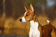 Basenji - originated in Central Africa, known for their yodel-like bark and cat-like grooming habits