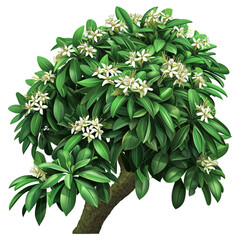 Poster - Tropical plant flower bush shrub tree
