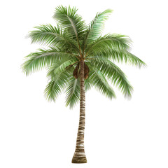 Poster - Coconut palm tree