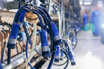 Wall Mural - Closeup milking suction machine with teat cups working with cow udder at cattle dairy farm. Concept modern technology equipment agriculture industry