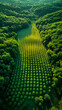 © yaqui_villegas - Aerial view of an agricultural field planted with trees