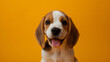 Beagle isolated on yellow background with copy space. Close up portrait of happy smiling puppy dog face head looking at the camera. Banner for pet shop. Pet care and animals concept for ads card print