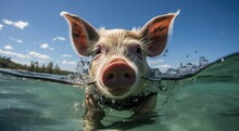 A Curious Domestic Pig Floats In The Clear Blue Sky, Its Snout Playfully Breaking Through The Surface Of The Glistening Water As It Enjoys A Refreshing Swim In The Great Outdoors