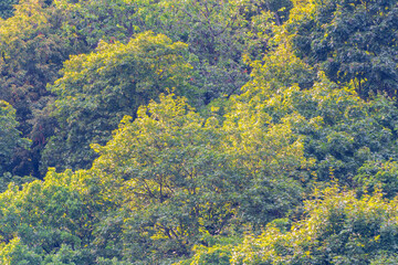 Thick green forest on the hillside.