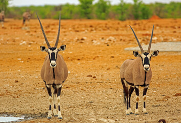 Wall Mural - Two Gemsbok Oryx standing and looking directly into camera