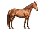 Fototapeta Konie - isolated horse animal concept