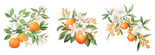 Fleur D'orange Branches With Oranges And Flowers. Watercolor Floral Elements, Decorative Fruits And Blossom. Trendy Prints, Vector Templates Set