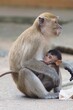 Baby monkey suckling mother's milk,  brown fur hair in Thailand, animal, zoo, safari, pet, nature 