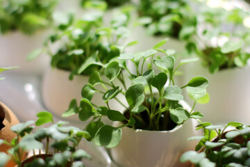 a micro-shade on the windowsill. Healthy eating. fresh radish greens. A home garden